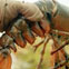 lobster_front.jpg