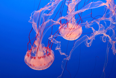 jellyfisch3